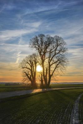 Hohenfelder Linde