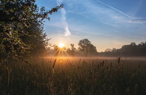 Morgentau