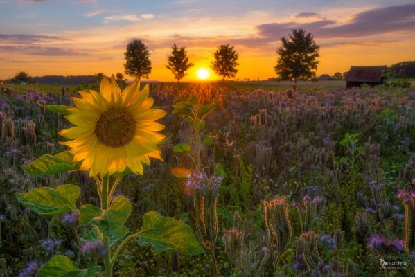 Sonneblumen