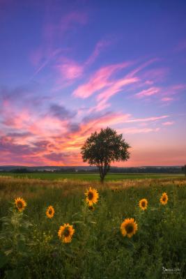 Sonnenblumen