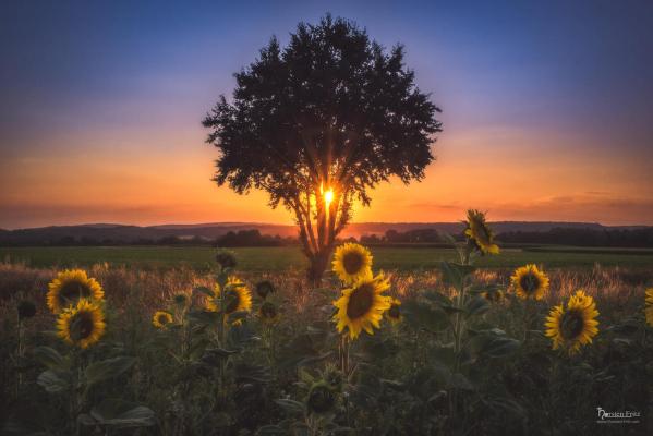 Sonnenblumen