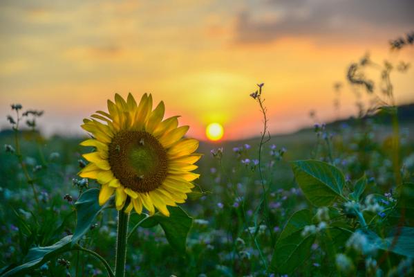 Sonnenblumen