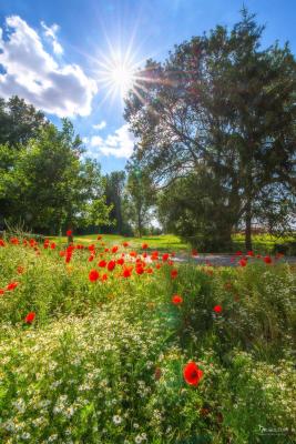 Mohn