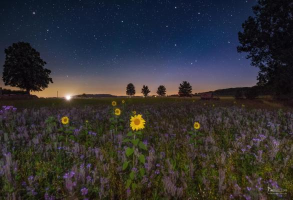 Sonnenblumen bei Nacht