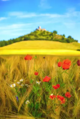 Mohnblumen am  Desenberg