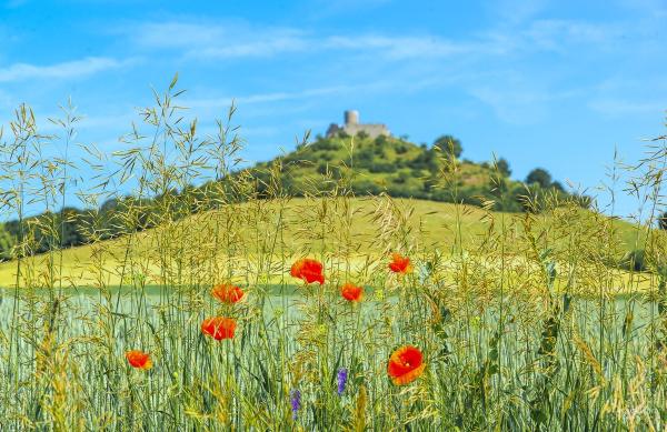 Wildblumen am Desenberg